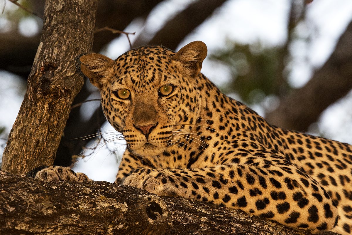 Johannesburg Zoo