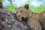 B1PhotoSafaris