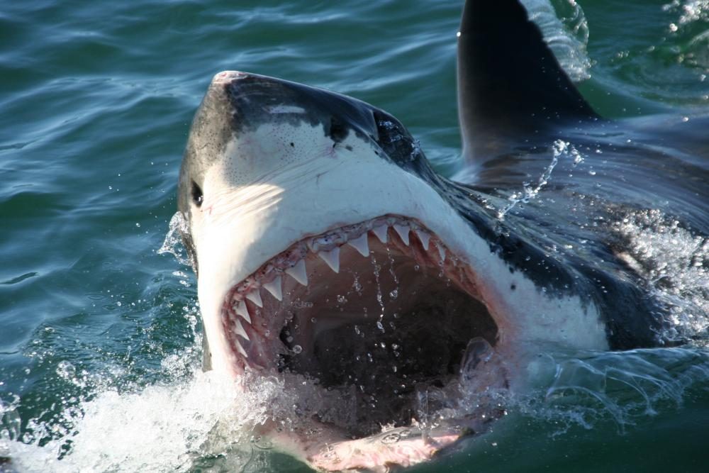 White Shark Projects