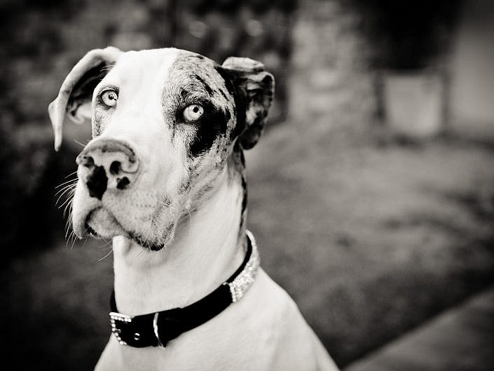 Mark Davies Photography