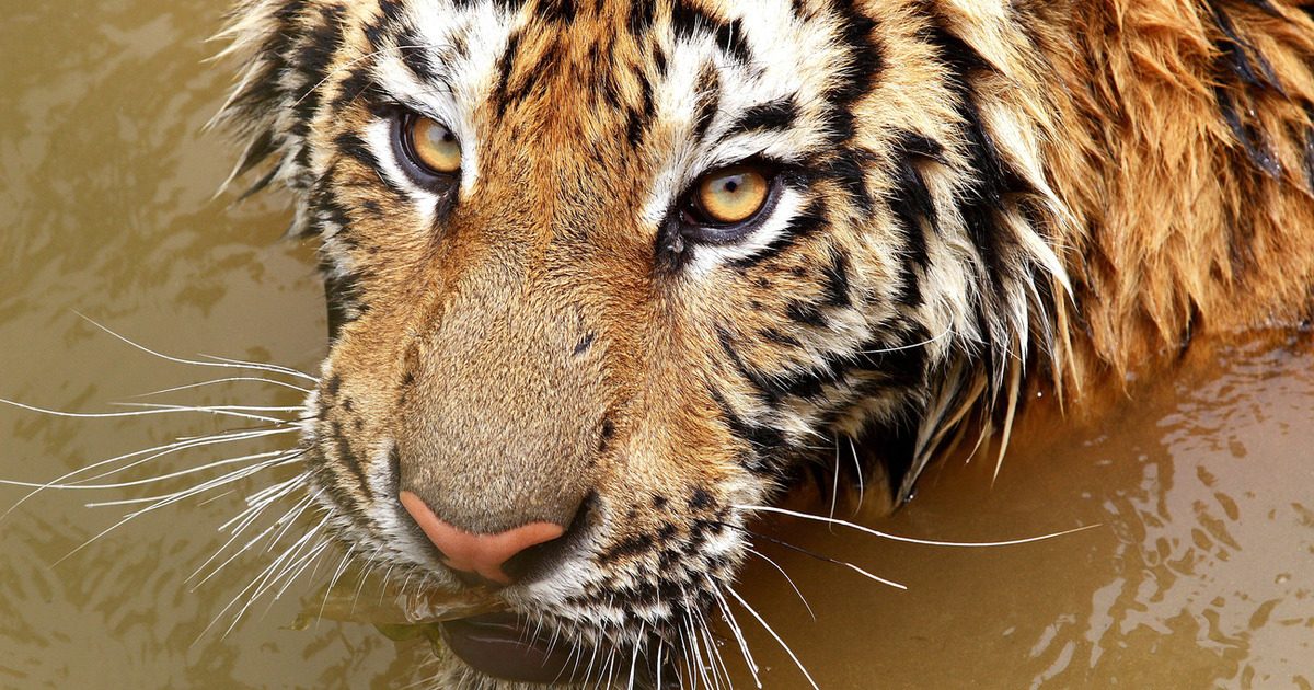International Fund For Animal Welfare